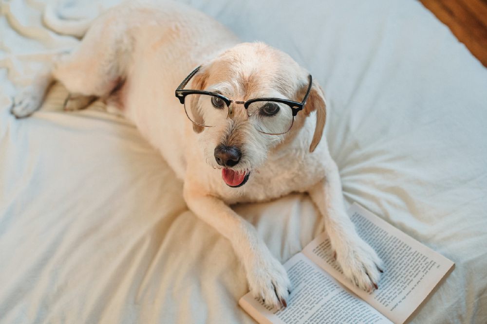 9 Foto Lucu Anjing Memakai Kacamata, Gayanya Keren Abis!