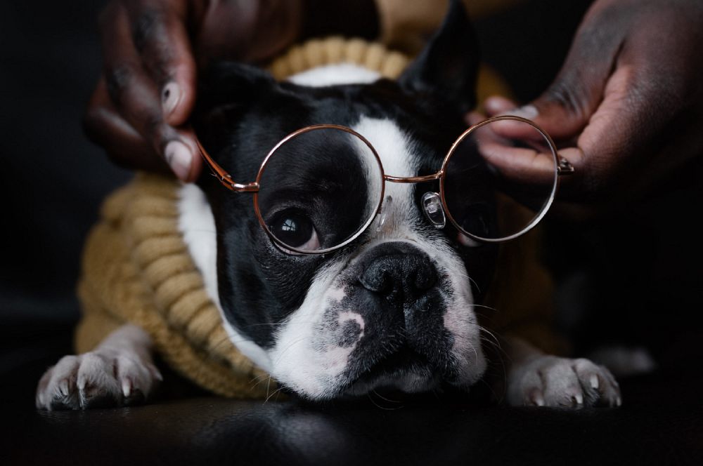 9 Foto Lucu Anjing Memakai Kacamata, Gayanya Keren Abis!