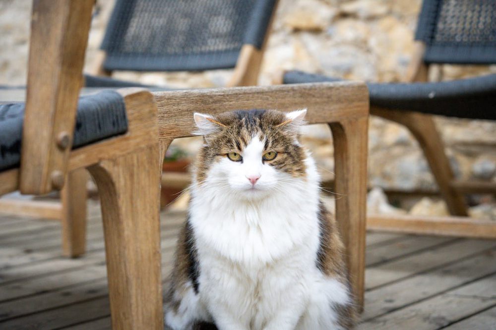 5 Tips Mudah Mencegah Kucing Naik ke Perabotan Rumah Tangga