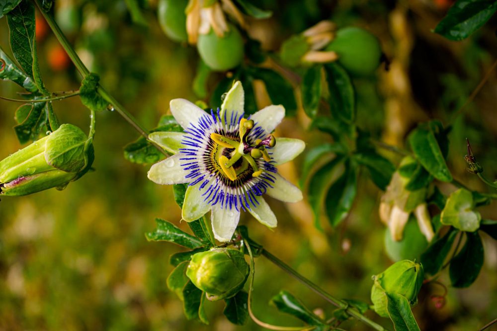 11 Fakta Menarik Passion Flower, Bunga Buah Markisa