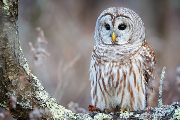 7 Fakta Unik Barred Owl, Spesies Burung Hantu Besar dari Amerika Utara