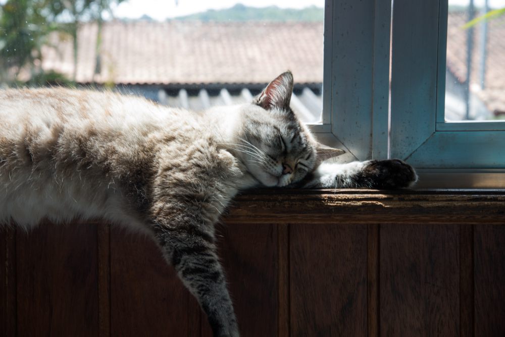 5 Tips Mencegah Kucing agar Tidak Kabur dari Rumah, Batasi Aksesnya!