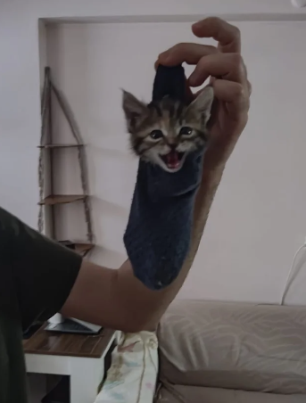 7 Potret Lucu Kucing dalam Kaus Kaki, Kayak Bayi Dibedong