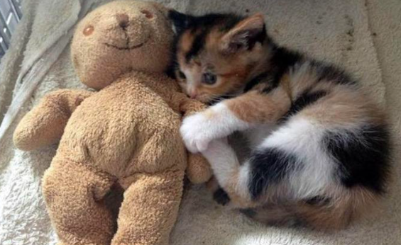 8 Potret Lucu Kucing dan Boneka Beruang, Dipeluk sampai Dibawa Tidur!