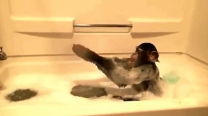 Купание обезьян мнение. Обезьянка купается в ванной. Обезьяна моется в ванной. Мартышка купается в раковине. Обезьяны в теплых ваннах.