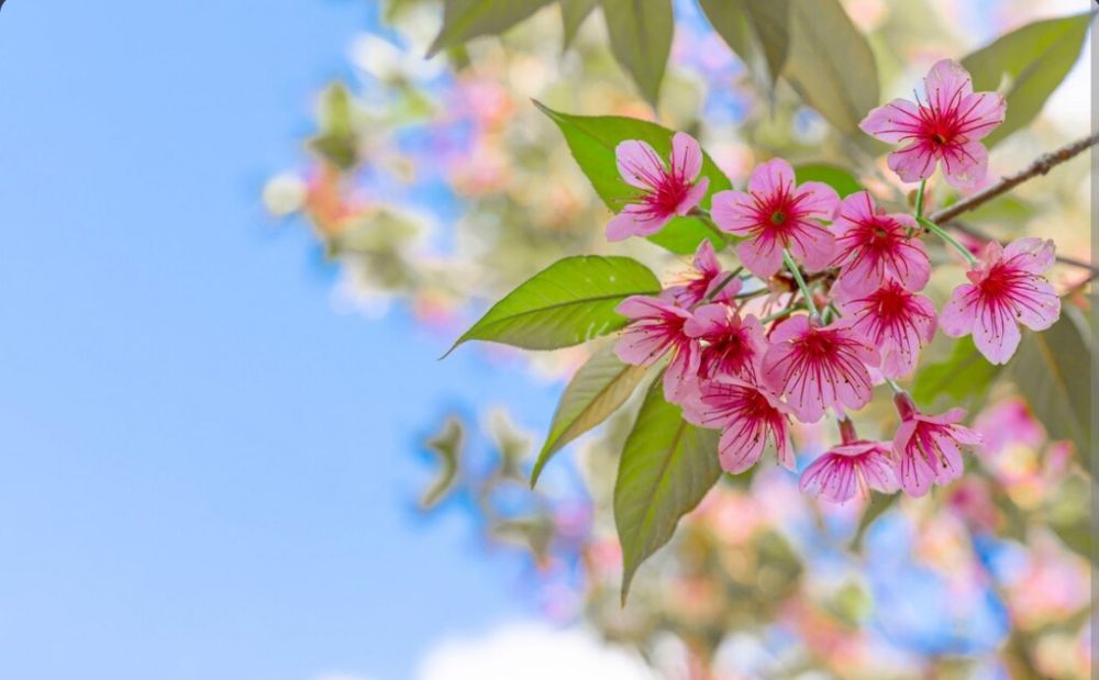 4 Manfaat Bunga Tabebuya, Gak Sekadar Menambah Keindahan Saja