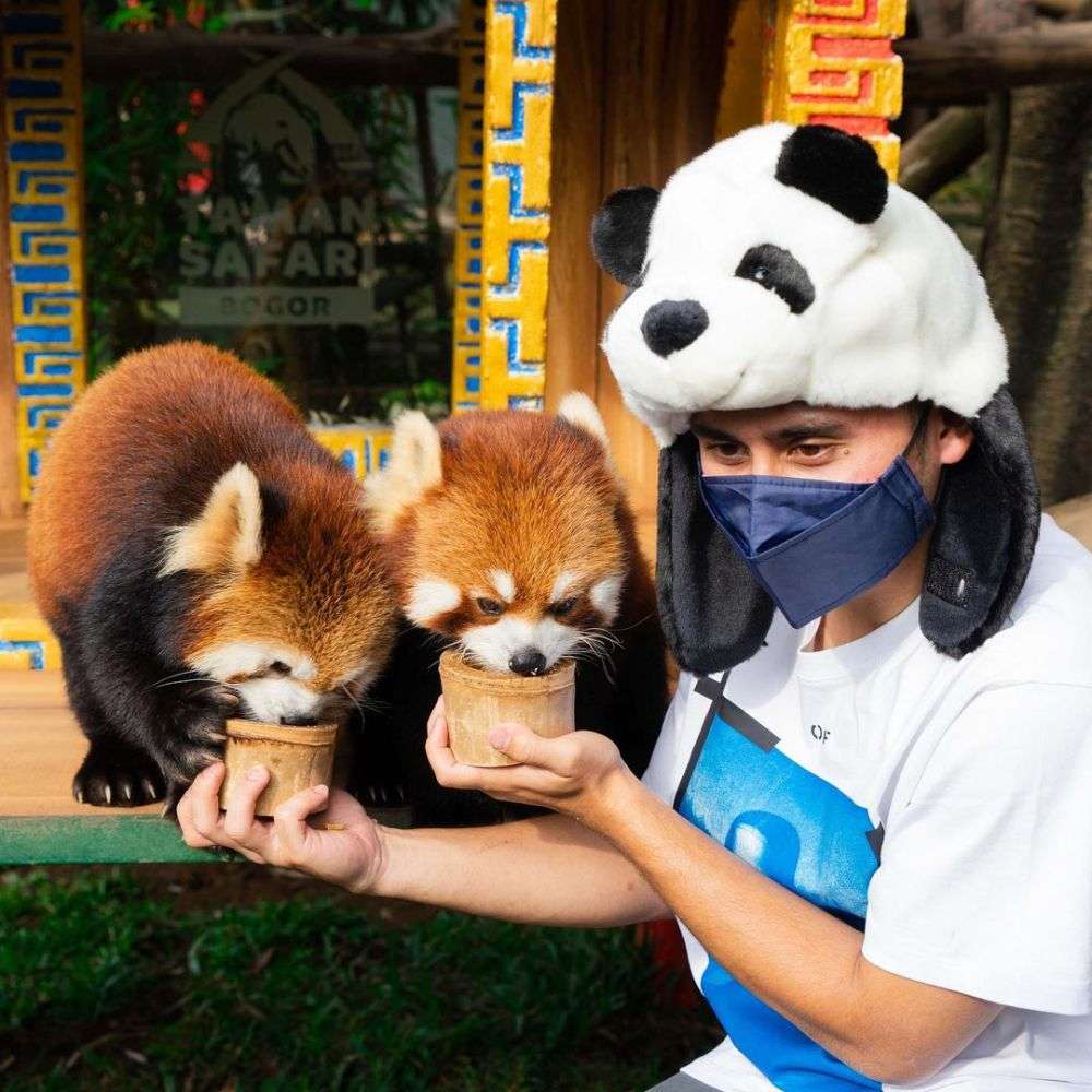 Seleb Indonesia Beri Makan Panda Merah di Taman Safari Bogor