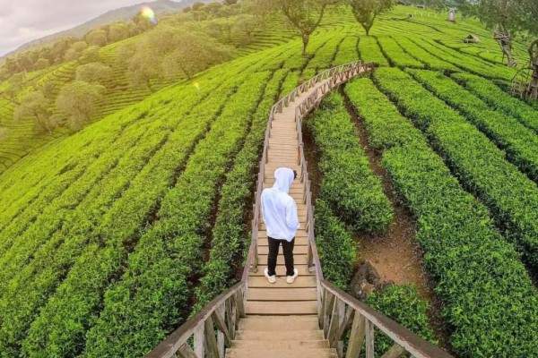 Kebun Teh Wonosari Malang: Lokasi dan Daya Tarik