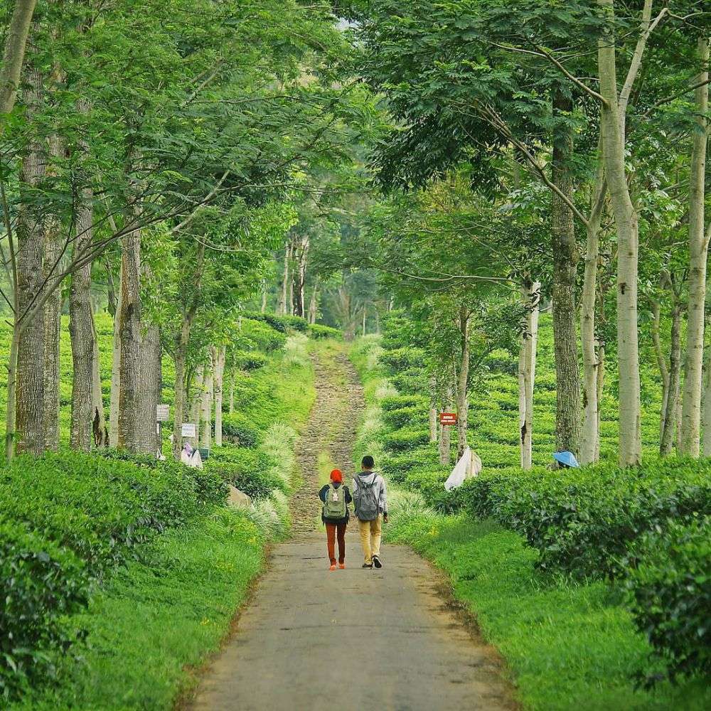 Kebun Teh Wonosari Malang Lokasi Dan Daya Tarik Pt Perkebunan Nusantara Xii