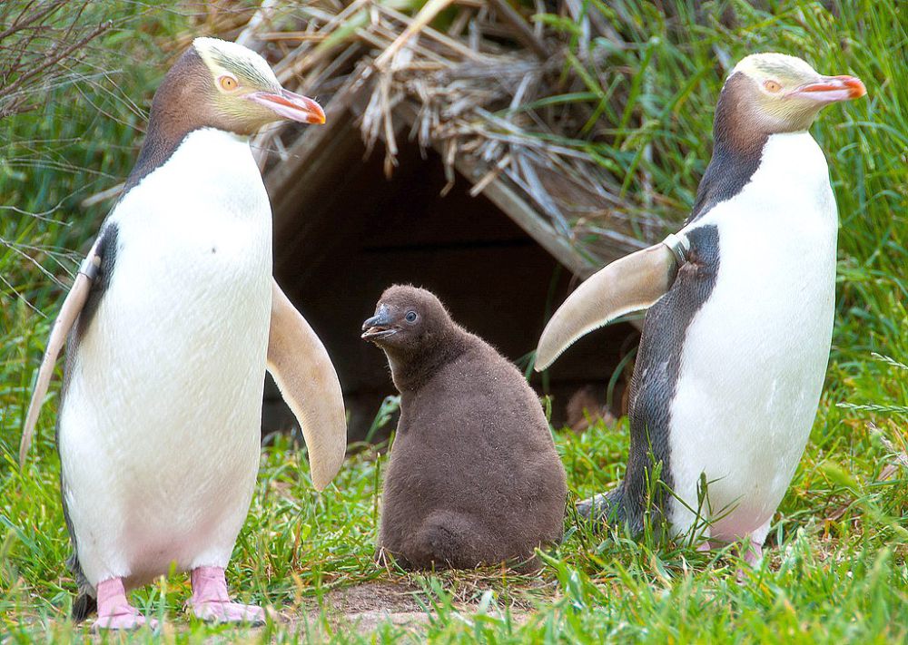 5 Fakta Penguin Bermata Kuning, Suka Hidup Menyendiri