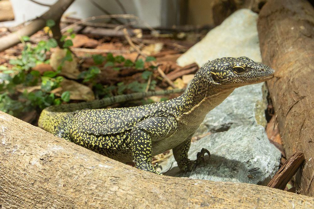 13 Jenis Biawak yang Dilindungi di Indonesia, Jangan Diburu!