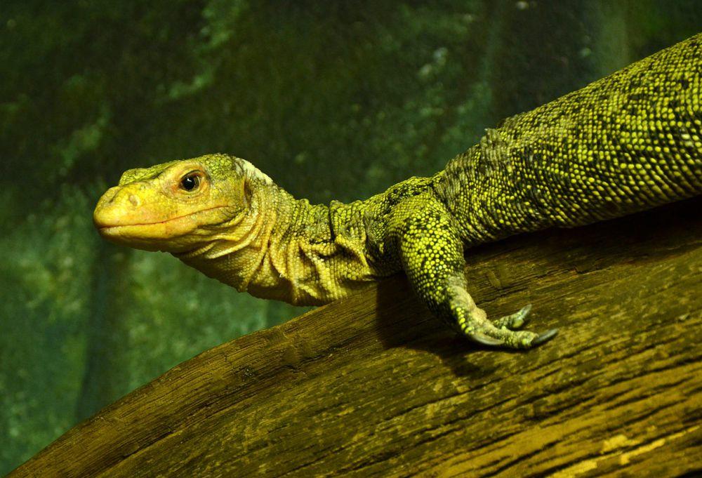 13 Jenis Biawak yang Dilindungi di Indonesia, Jangan Diburu!