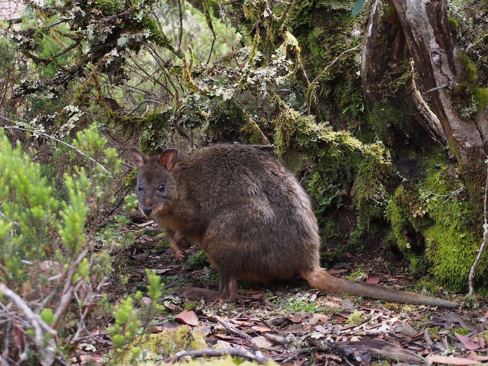 7 Fakta Unik Pademelon, Bagaimana Cara Membedakannya dengan Wallaby?