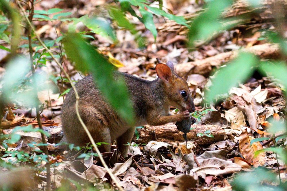 7 Fakta Unik Pademelon, Bagaimana Cara Membedakannya dengan Wallaby?