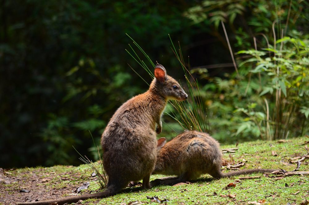 7 Fakta Unik Pademelon, Bagaimana Cara Membedakannya dengan Wallaby?