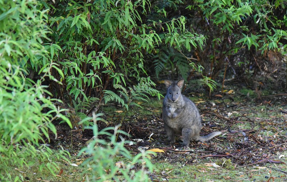 7 Fakta Unik Pademelon, Bagaimana Cara Membedakannya dengan Wallaby?