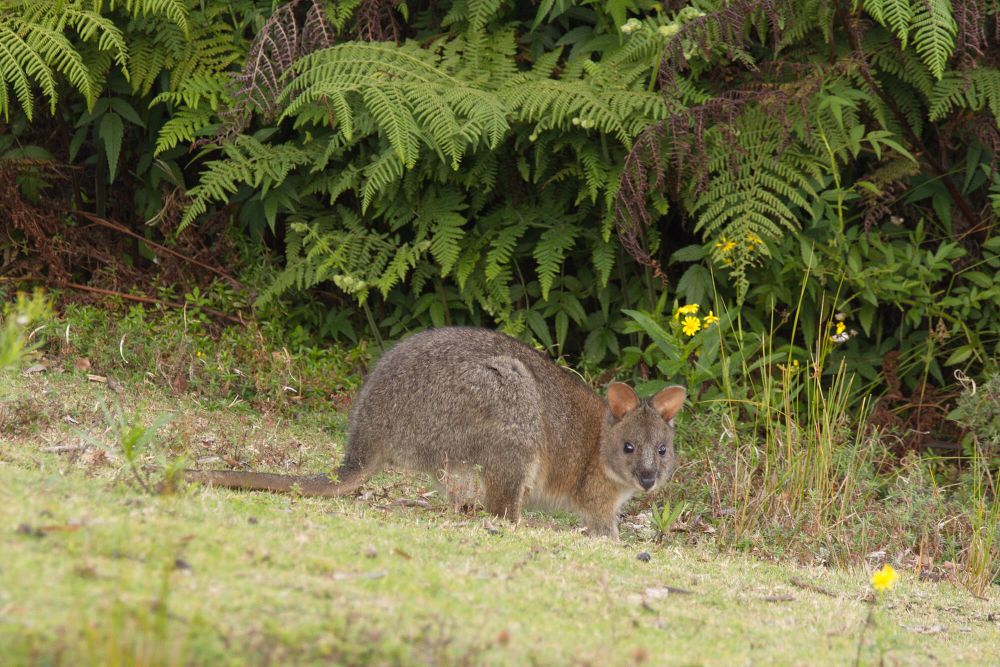 7 Fakta Unik Pademelon, Bagaimana Cara Membedakannya dengan Wallaby?