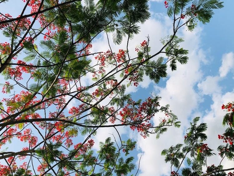 10 Fakta Menarik Pohon Flamboyan, Si Cantik Penghias Jalan