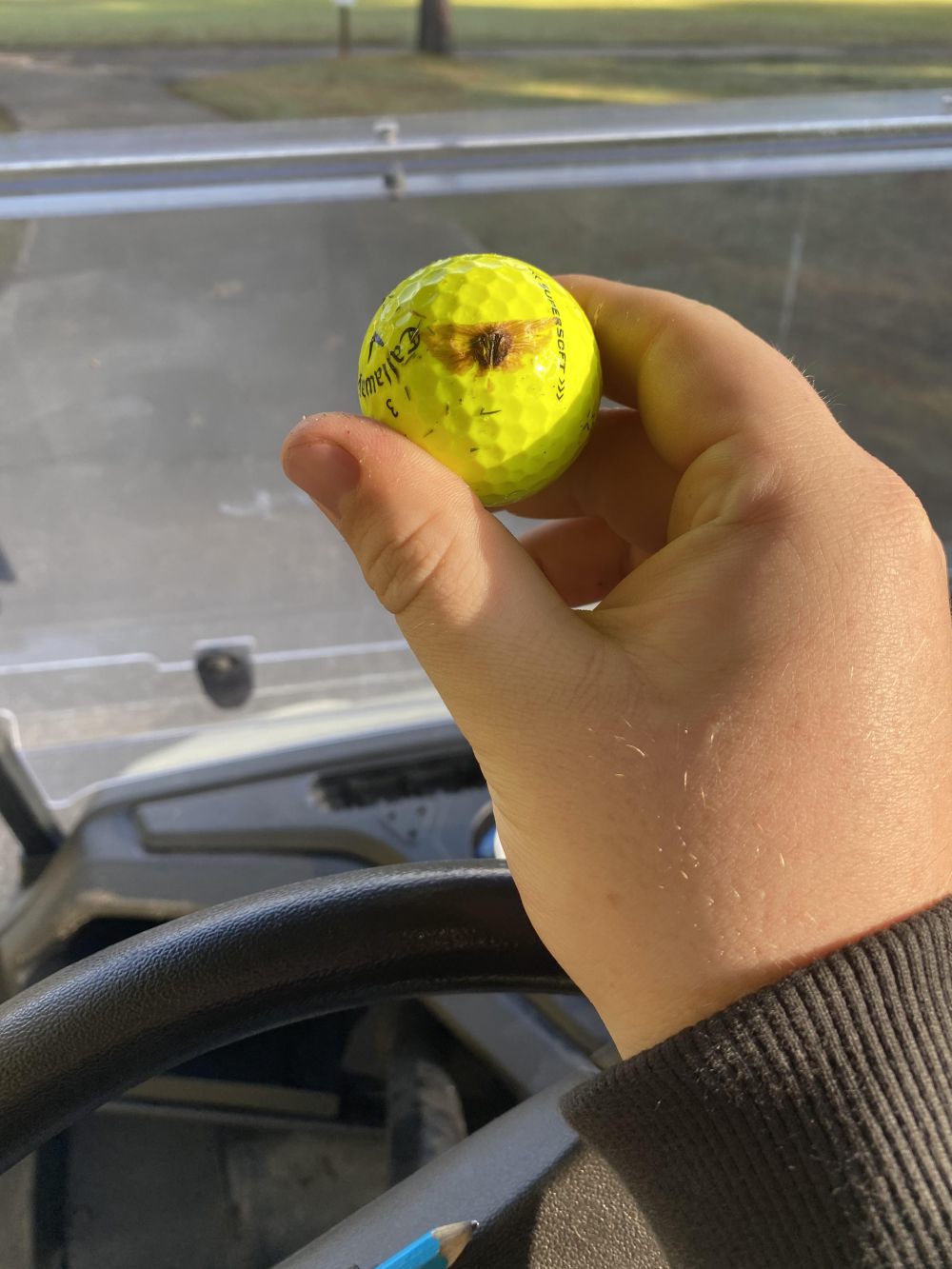 Bola Golf di Batang Pohon dan Kejadian Unik Lainnya 