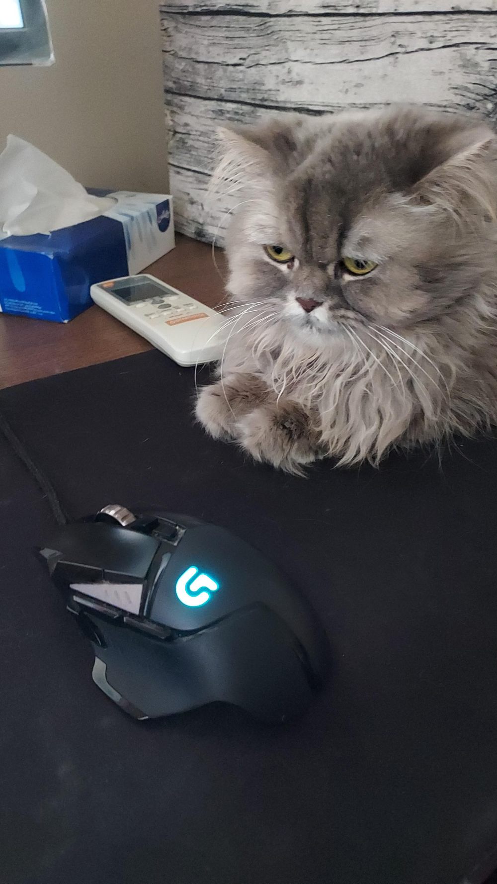 10 Potret Kucing Tidur di Mouse Pad, Senang Dieluseluskah?
