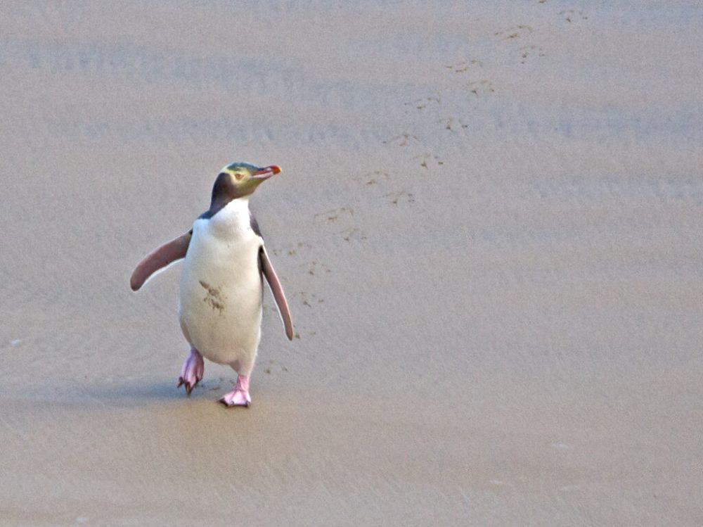 5 Fakta Penguin Bermata Kuning, Suka Hidup Menyendiri