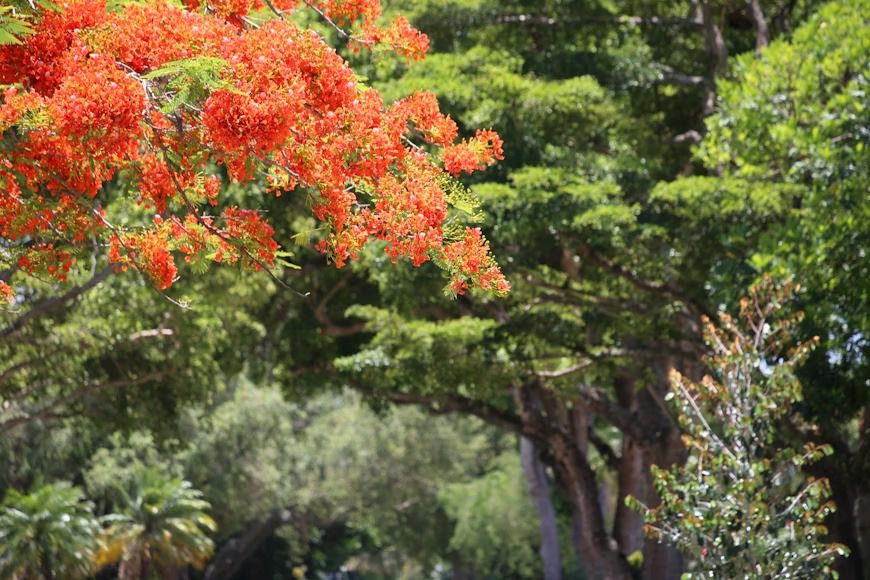 10 Fakta Menarik Pohon Flamboyan, Si Cantik Penghias Jalan