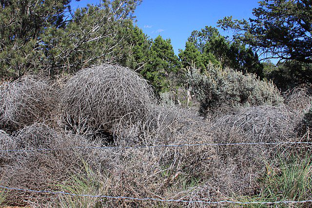 5 Fakta Tumbleweed, Gulma yang Menyerupai Semak-Semak Raksasa
