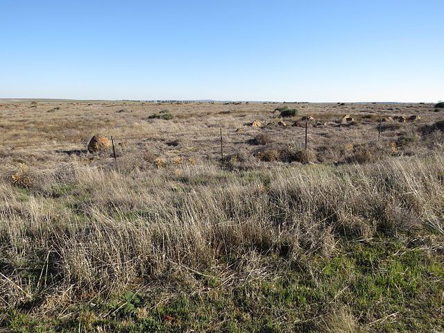 5 Fakta Tumbleweed, Gulma yang Menyerupai Semak-Semak Raksasa