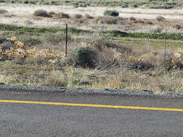5 Fakta Tumbleweed, Gulma yang Menyerupai Semak-Semak Raksasa