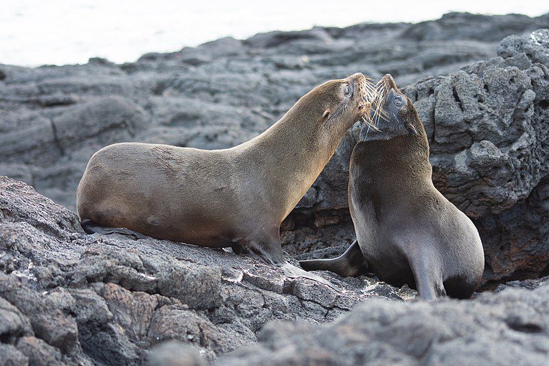 5 Fakta Galapagos Fur Seal, Penyelam Tangguh dari Galatagos 