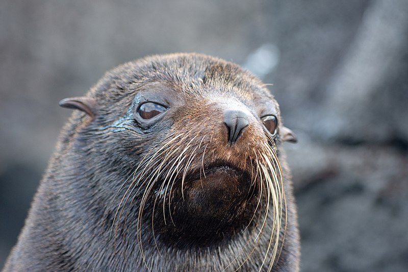 5 Fakta Galapagos Fur Seal, Penyelam Tangguh dari Galatagos 