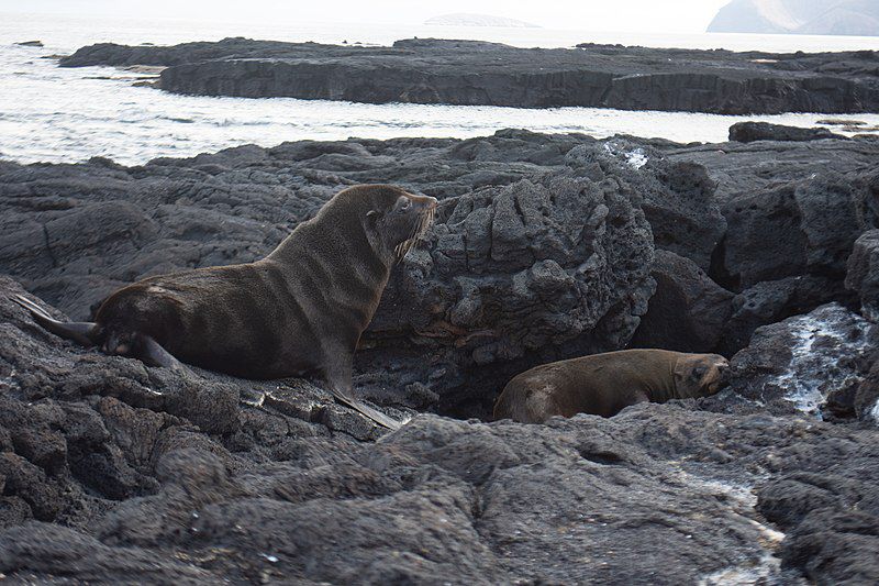 5 Fakta Galapagos Fur Seal, Penyelam Tangguh dari Galatagos 