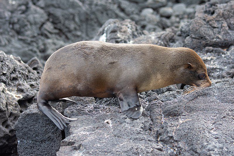 5 Fakta Galapagos Fur Seal, Penyelam Tangguh dari Galatagos 