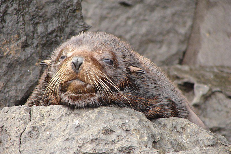 5 Fakta Galapagos Fur Seal, Penyelam Tangguh dari Galatagos 