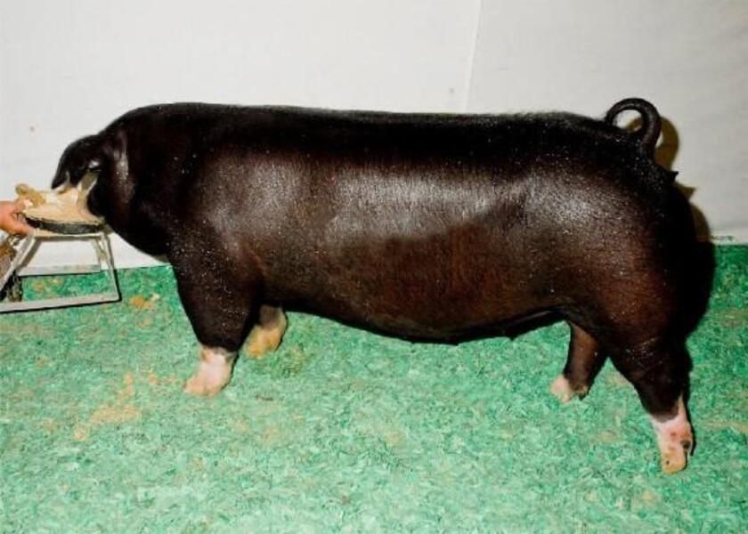 6 Fakta Polandia China, Berasal dari Hasil Persilangan Enam