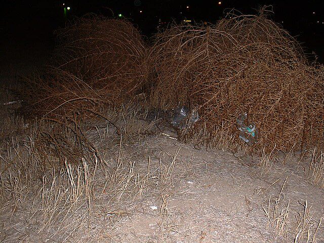 5 Fakta Tumbleweed, Gulma yang Menyerupai Semak-Semak Raksasa