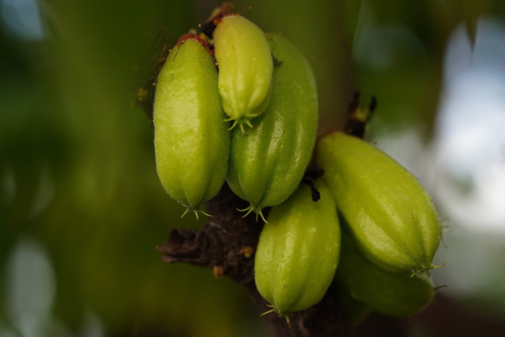 12 Nama-Nama Buah Dari Huruf B Dan Manfaatnya