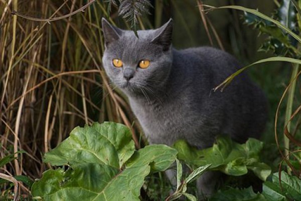 4 Spesies Kucing Paling Populer di Kanada, Cocok Jadi Teman