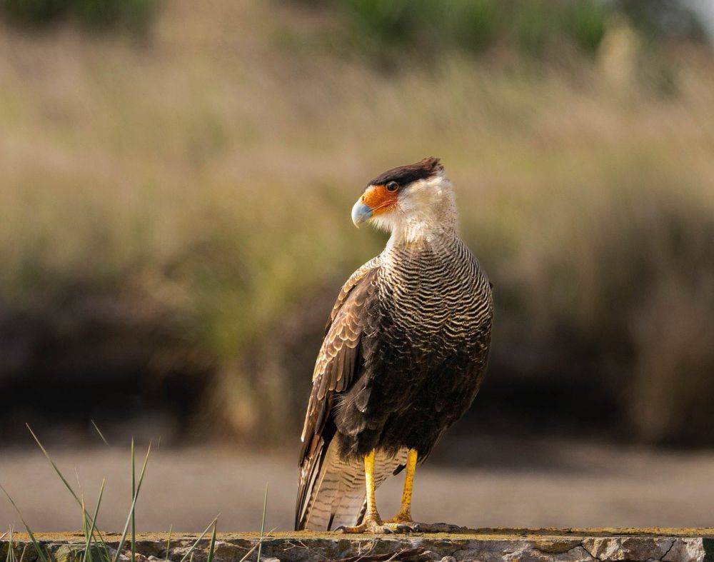 7 Fakta Crested Caracara, Falkon yang Membangun Sarang