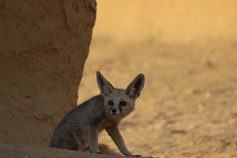 5 Fakta Menarik Ruppell's Fox, Rubah yang Hidup di Dua Benua!