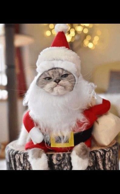 8 Potret Kucing Pakai Kostum Santa Claus, Siap Bagi-Bagi Kado Natal