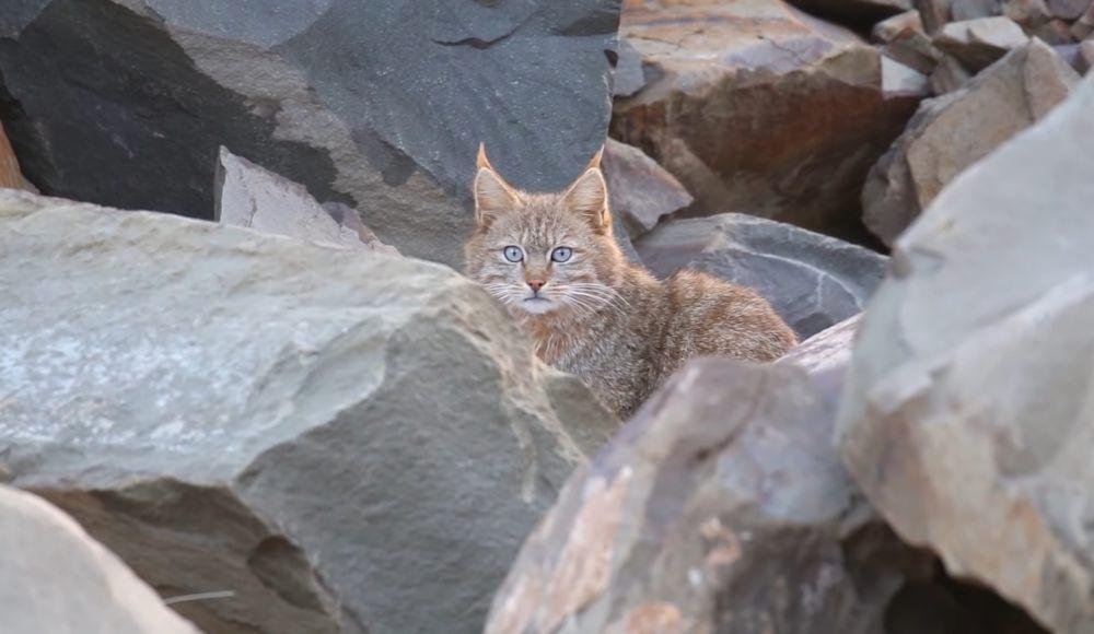 6 Fakta Kucing Gunung China, Banyak Diburu untuk Diambil Bul