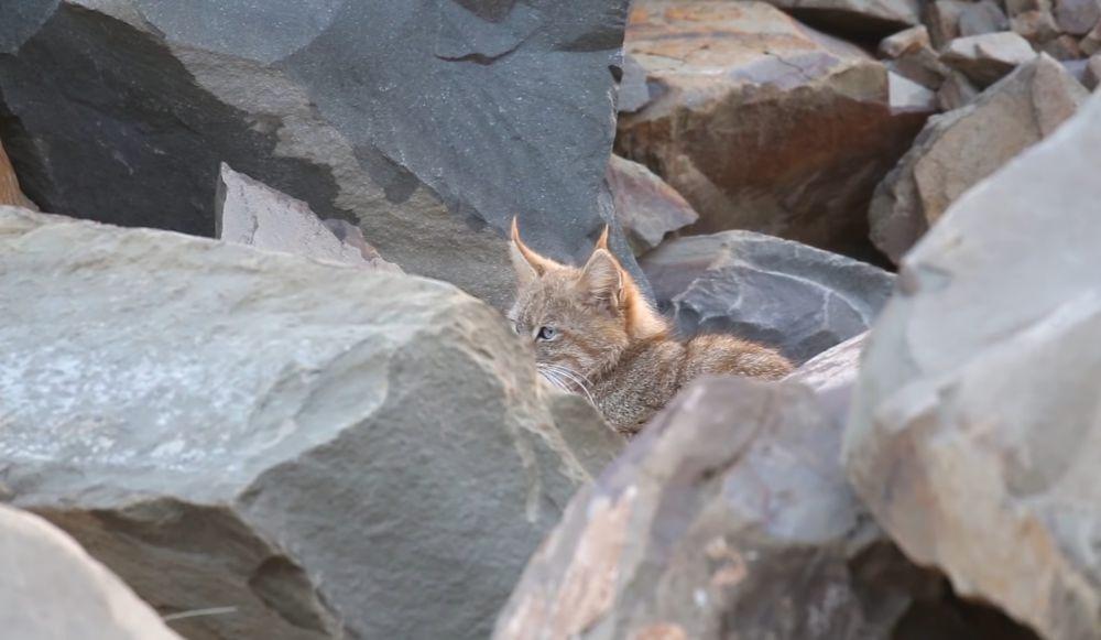 6 Fakta Kucing Gunung China, Banyak Diburu untuk Diambil Bul