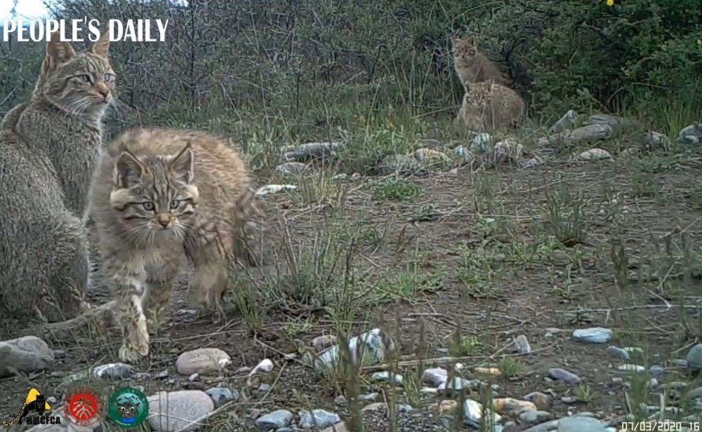 6 Fakta Kucing Gunung China, Banyak Diburu untuk Diambil Bul