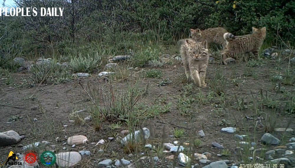 6 Fakta Kucing Gunung China, Banyak Diburu untuk Diambil Bul