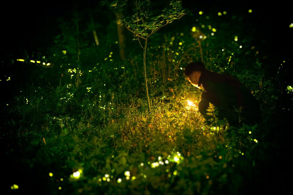 6 Mahluk Hidup yang Bisa Bercahaya dalam Gelap, Glow in the Dark!