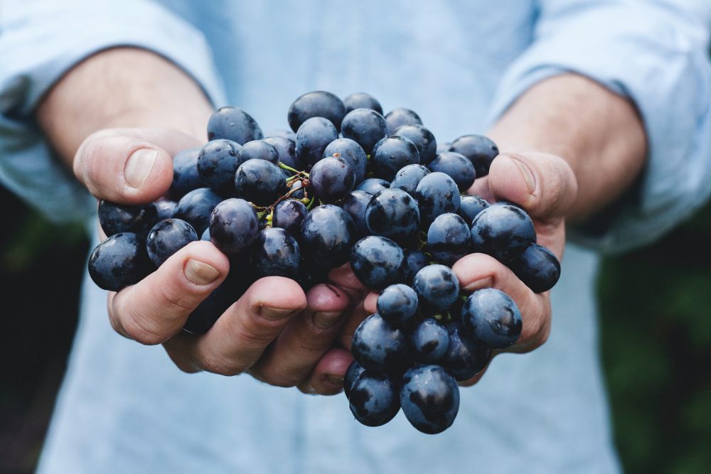 4 Fakta Menarik Anggur, Buah Kaya Vitamin dan Antioksidan