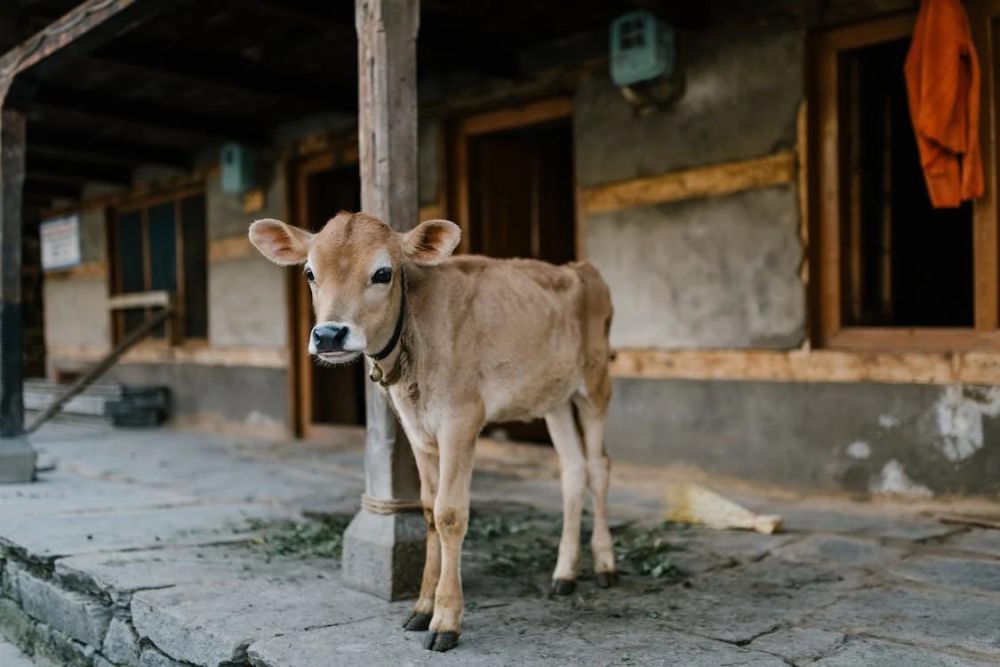 10 Nama Anak Hewan dalam Bahasa Inggris, Sudah Tahu?