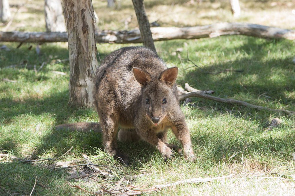 7 Fakta Unik Pademelon, Bagaimana Cara Membedakannya dengan Wallaby?