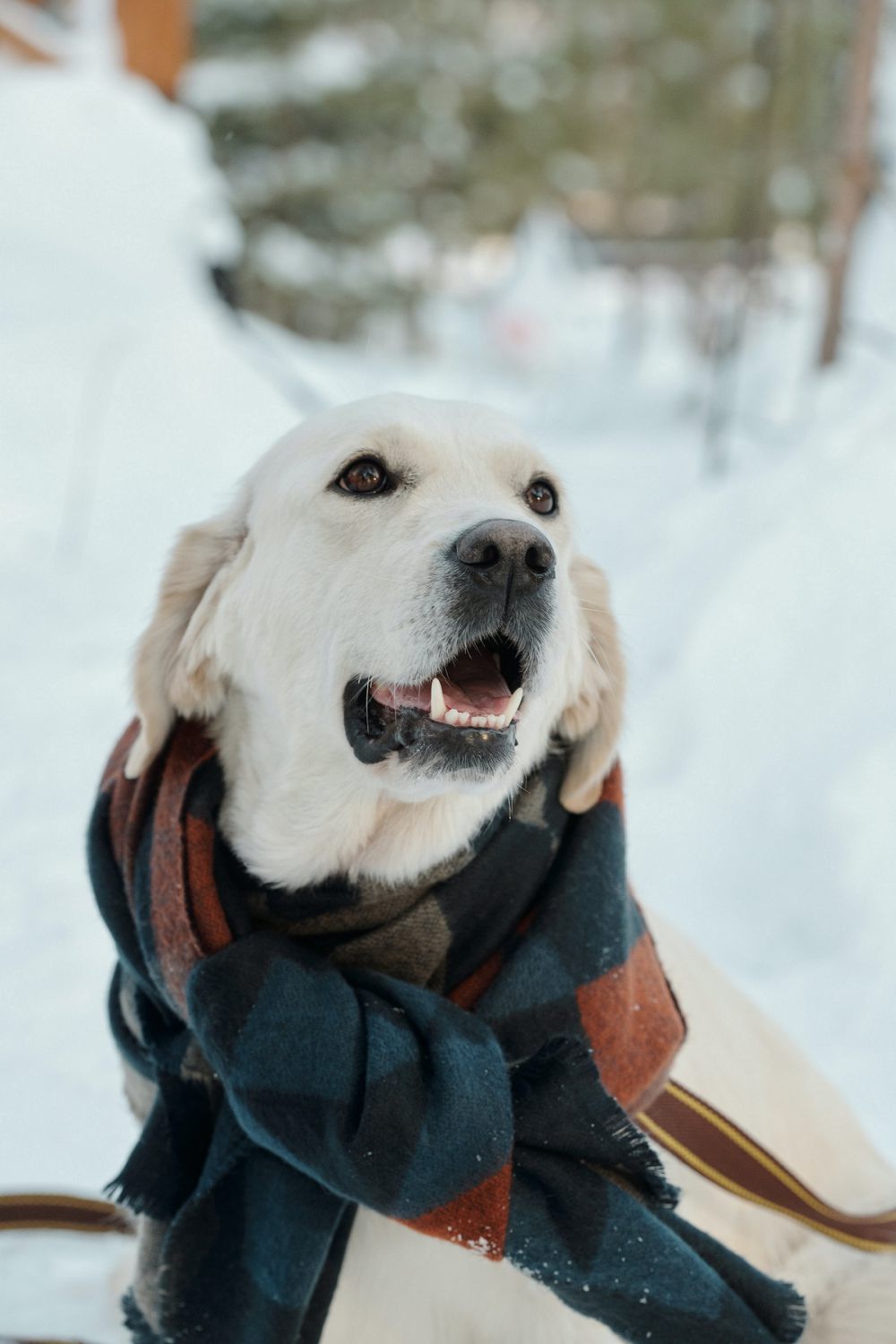 9 Potret Lucu Anjing Memakai Syall, Tampil Stylish dan Fashionable! 